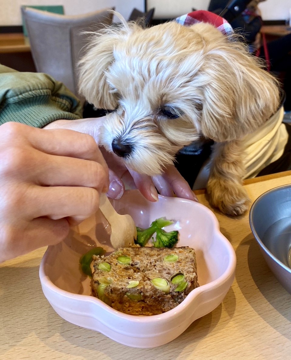 マルプー"むぎ"とランチ＆ドッグラン「HOUSEN」さんin群馬安中