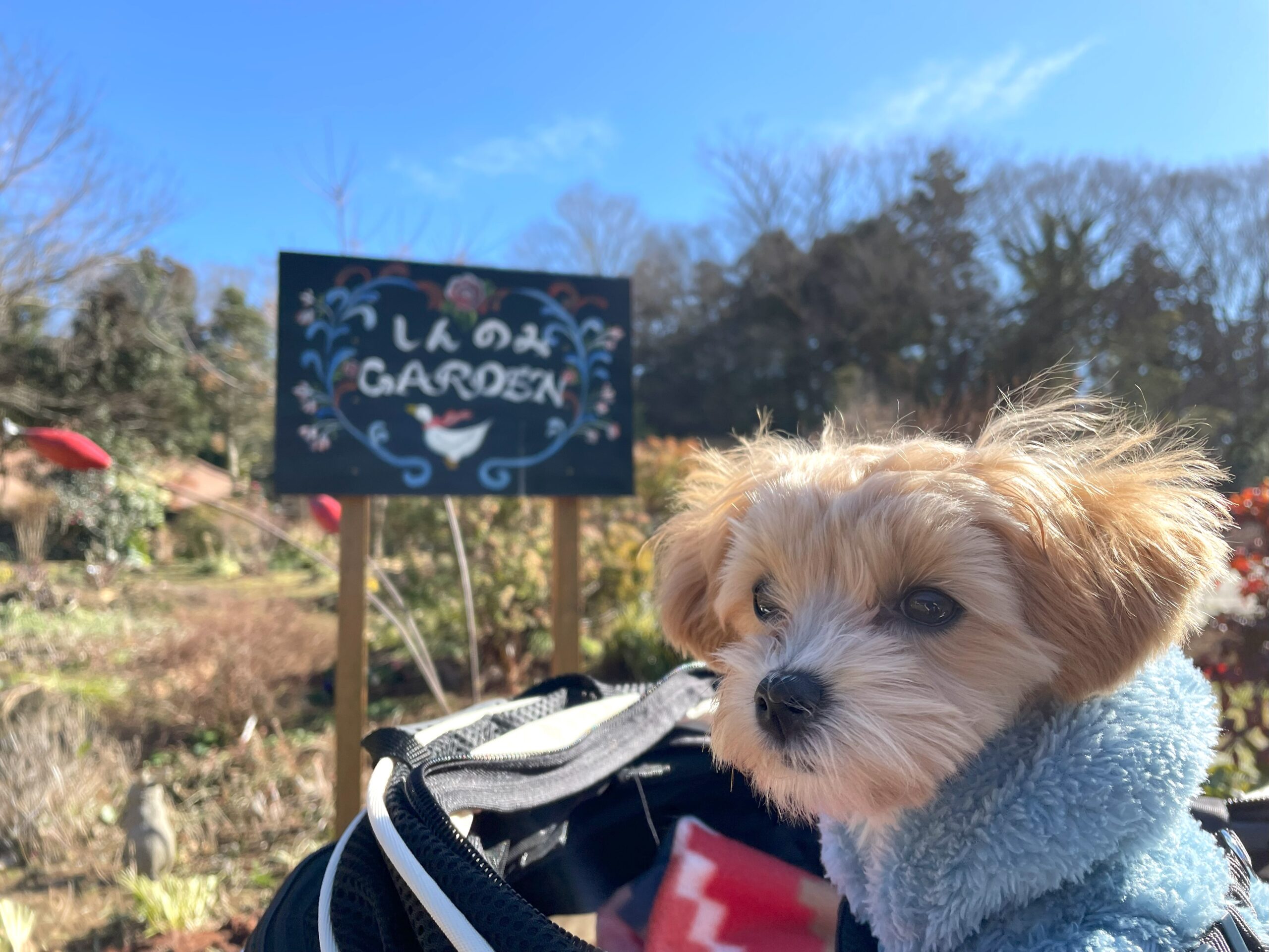 愛犬とテラスでランチ「農園レストランTAKO・HISTORIA871」さん in千葉県香取郡