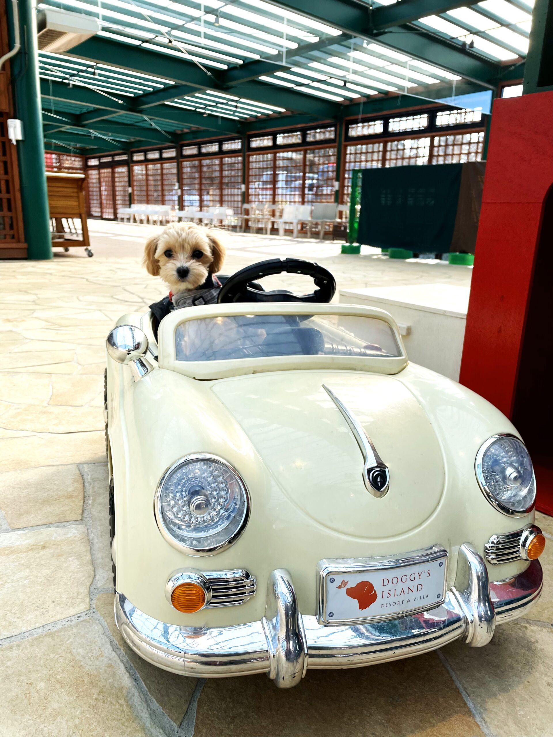 愛犬とお出かけ&ランチ「小谷流の里 ドギーズアイランド」in千葉県八街市