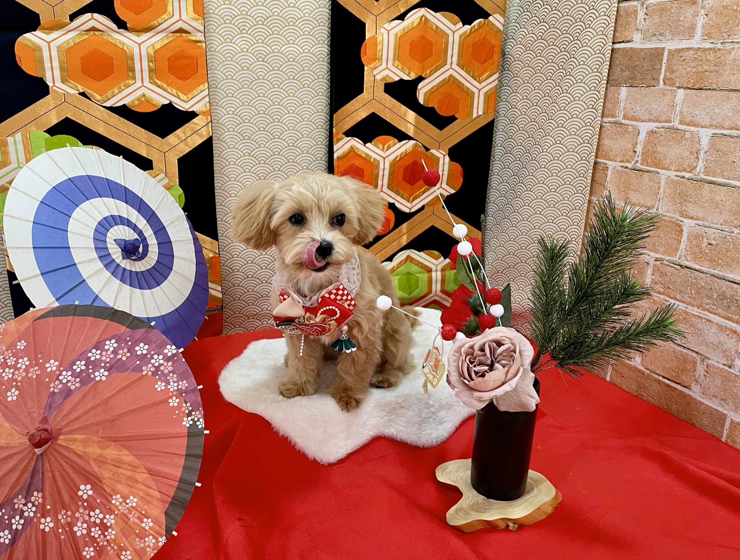 初めてのトリマーさんにトリミングていただきました！動物看護師トリマー「うる」さん💗千葉県成田市