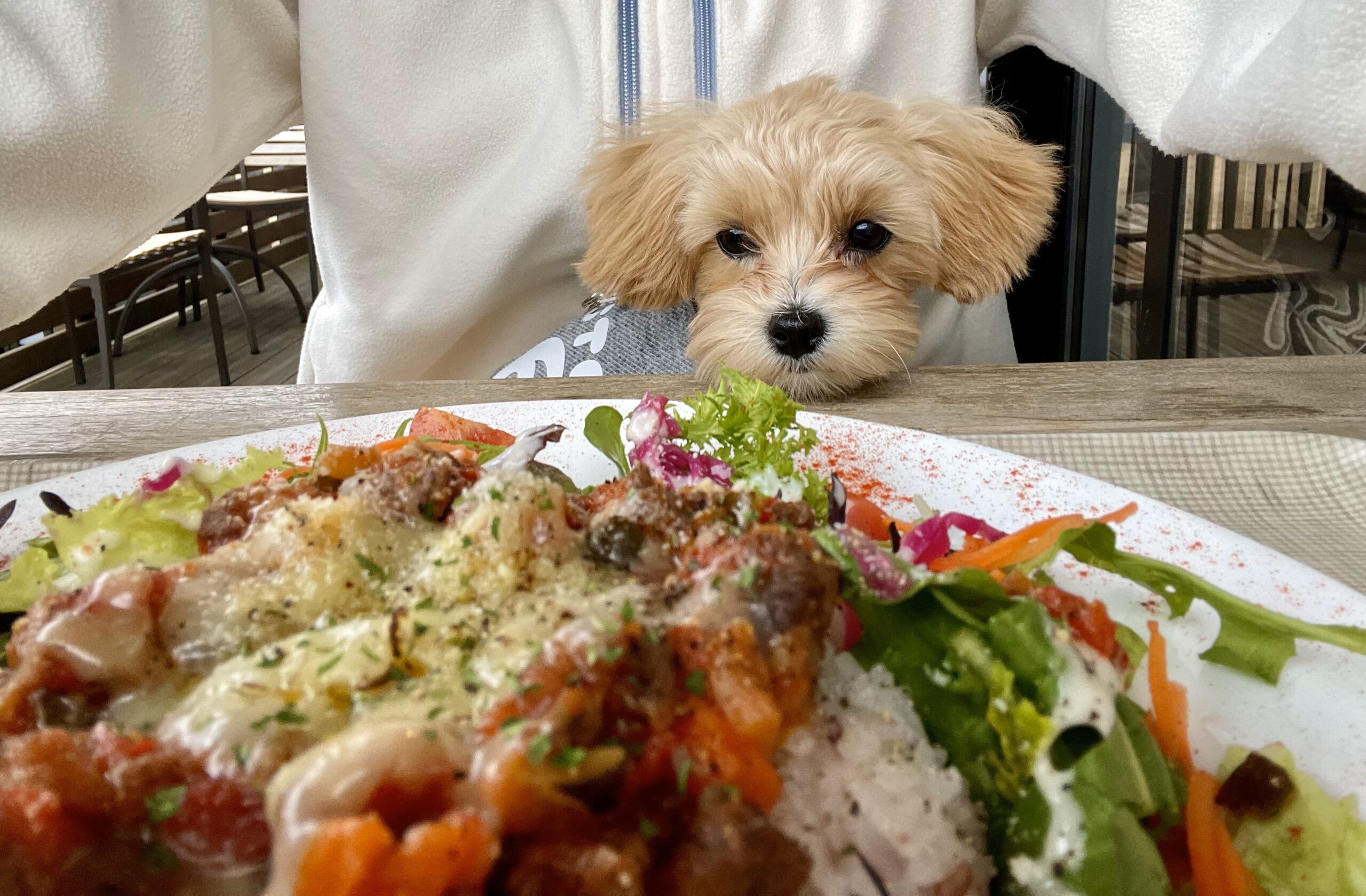 オシャレなカフェでお食事しながらむぎ🐶もドッグランで遊べるレストランを見つけた👀ので、行ってみました♪「入母屋珈琲（ユーカリが丘店）」さん in千葉県佐倉市