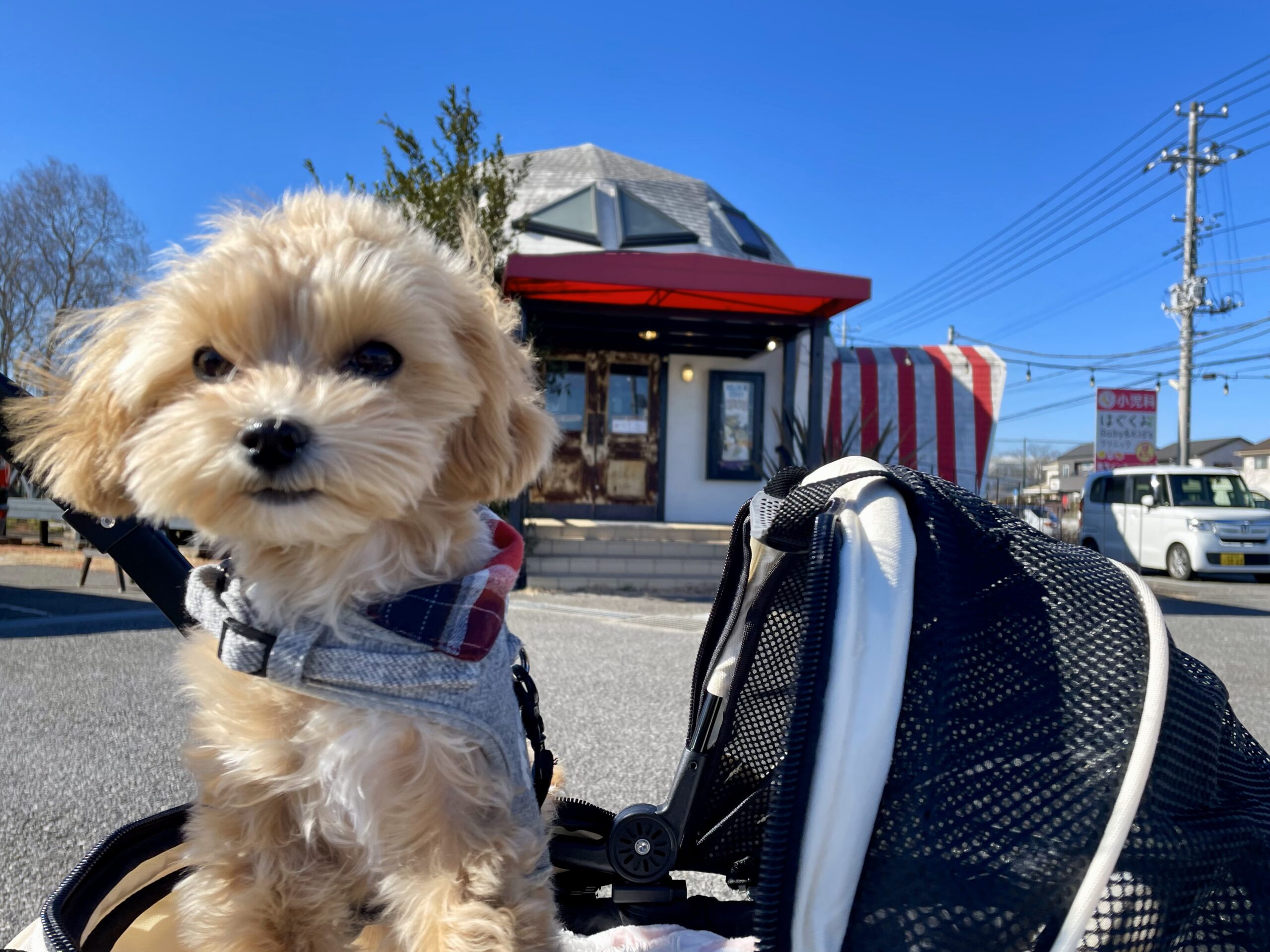 愛犬とランチ「マリーチサーカスカフェ marichi circus cafe」さん in 千葉県印西市