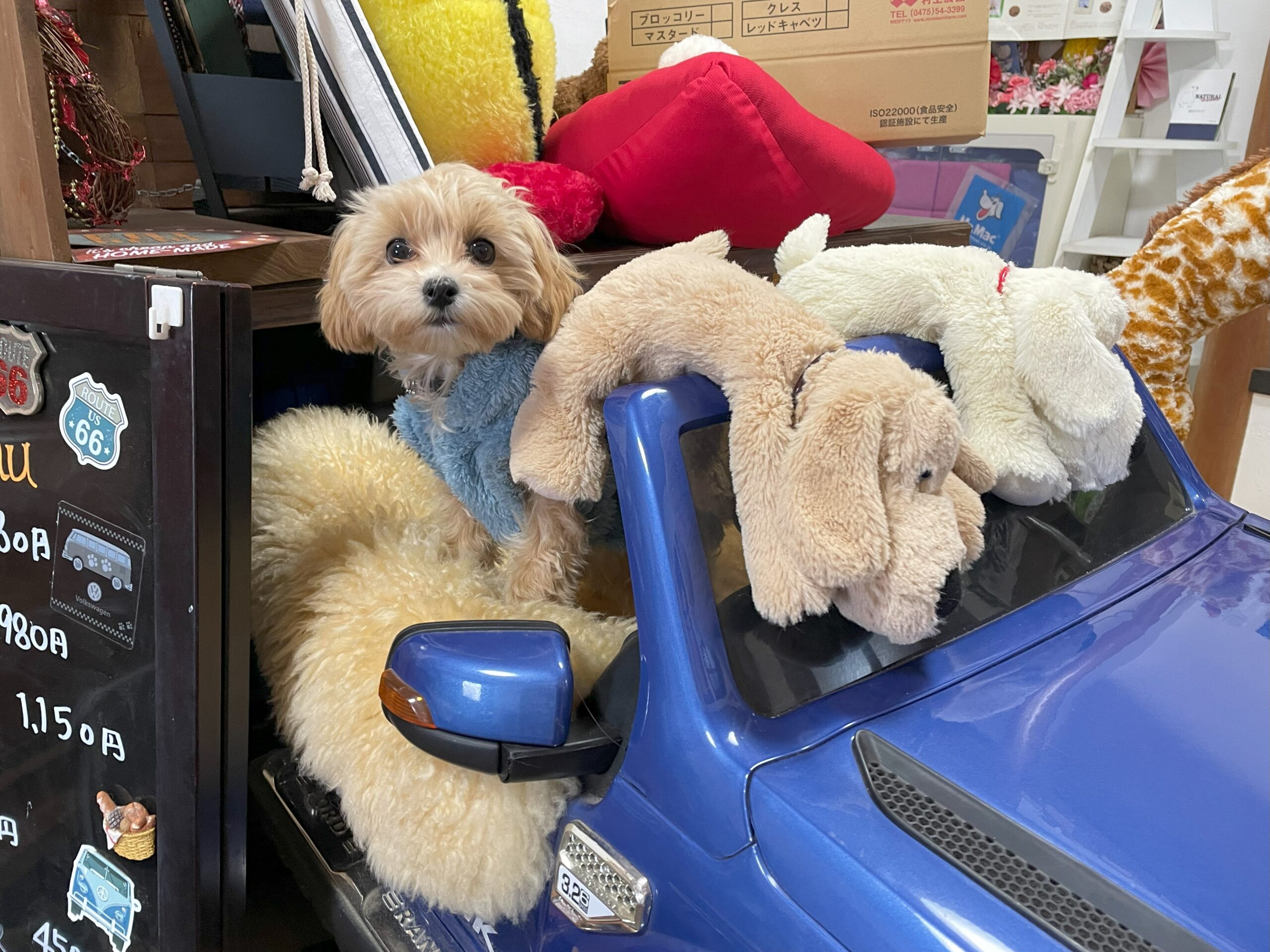 むぎ🐶ランチ＆ドッグラン「ビーンズカフェ」さん in 千葉県八街市