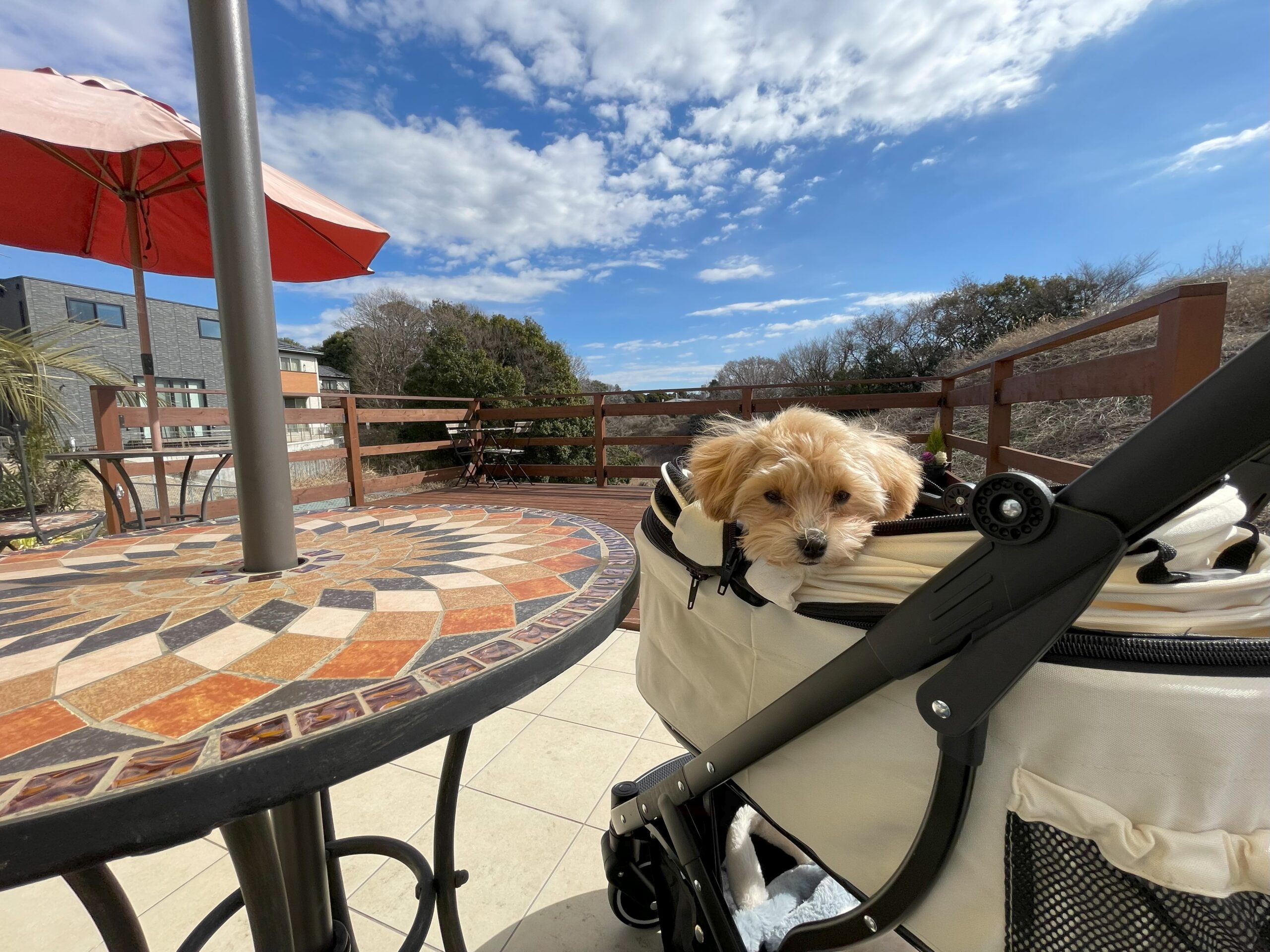 むぎ🐶とランチ「HARENOKI はれの木」さん in 千葉県八千代市