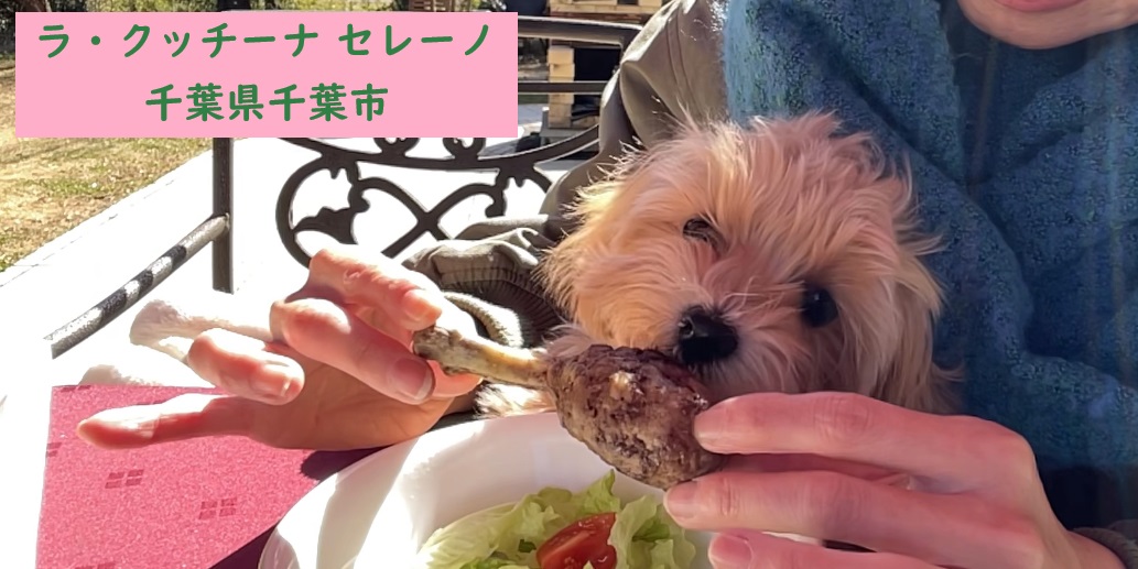 愛犬とランチ「ラ・クッチーナ セレーノ」さん in 千葉県千葉市