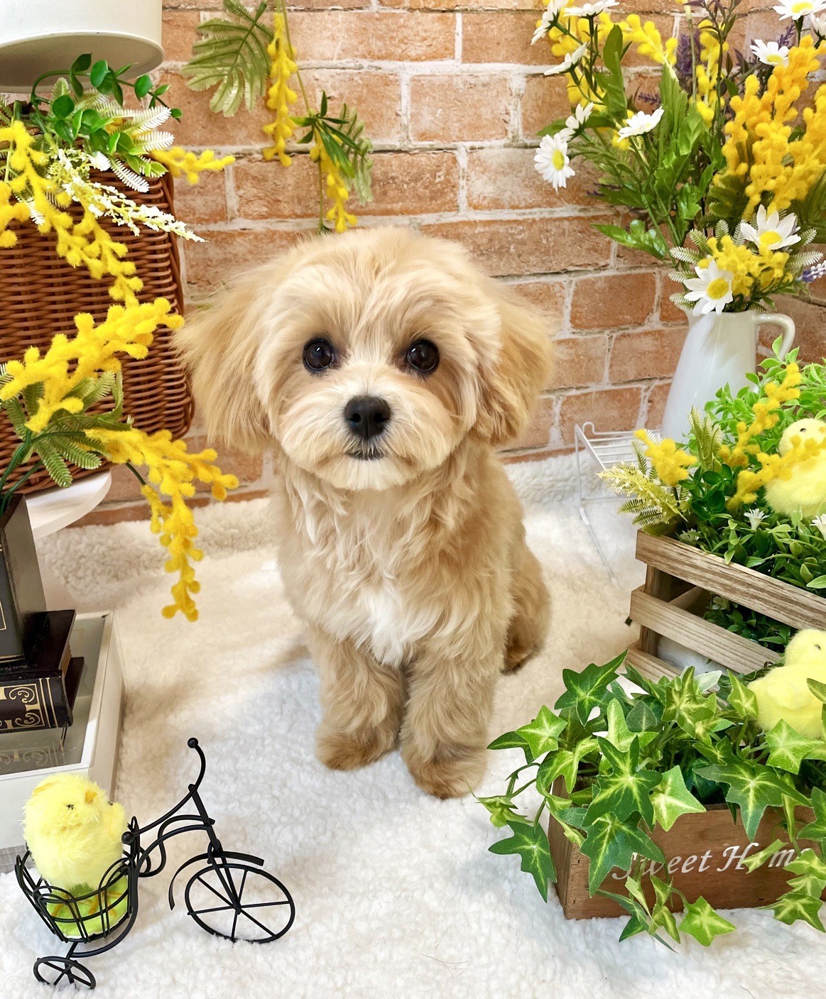 大好きな動物看護士トリマーさんに会いに行くむぎ🐶千葉県成田市