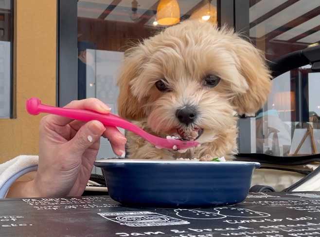 愛犬とランチ「イタリア食堂 nono」さん in 埼玉県三郷市