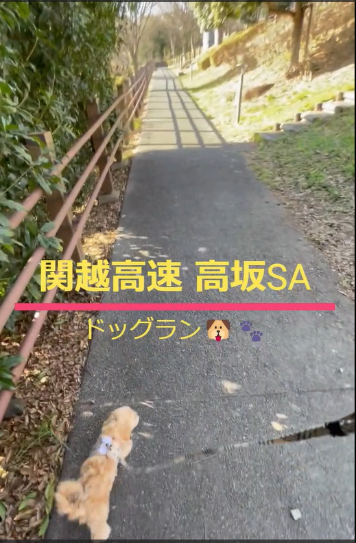 むぎ🐶初の高速SAのドッグラン体験🐾（関越高速 高坂SA）