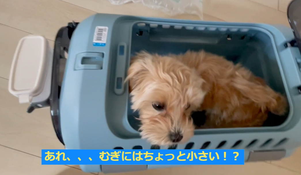 むぎ🐶のクレート「Richell リッチェル (キャンピングキャリーファイン ダブルドアS)」組み立て🔧