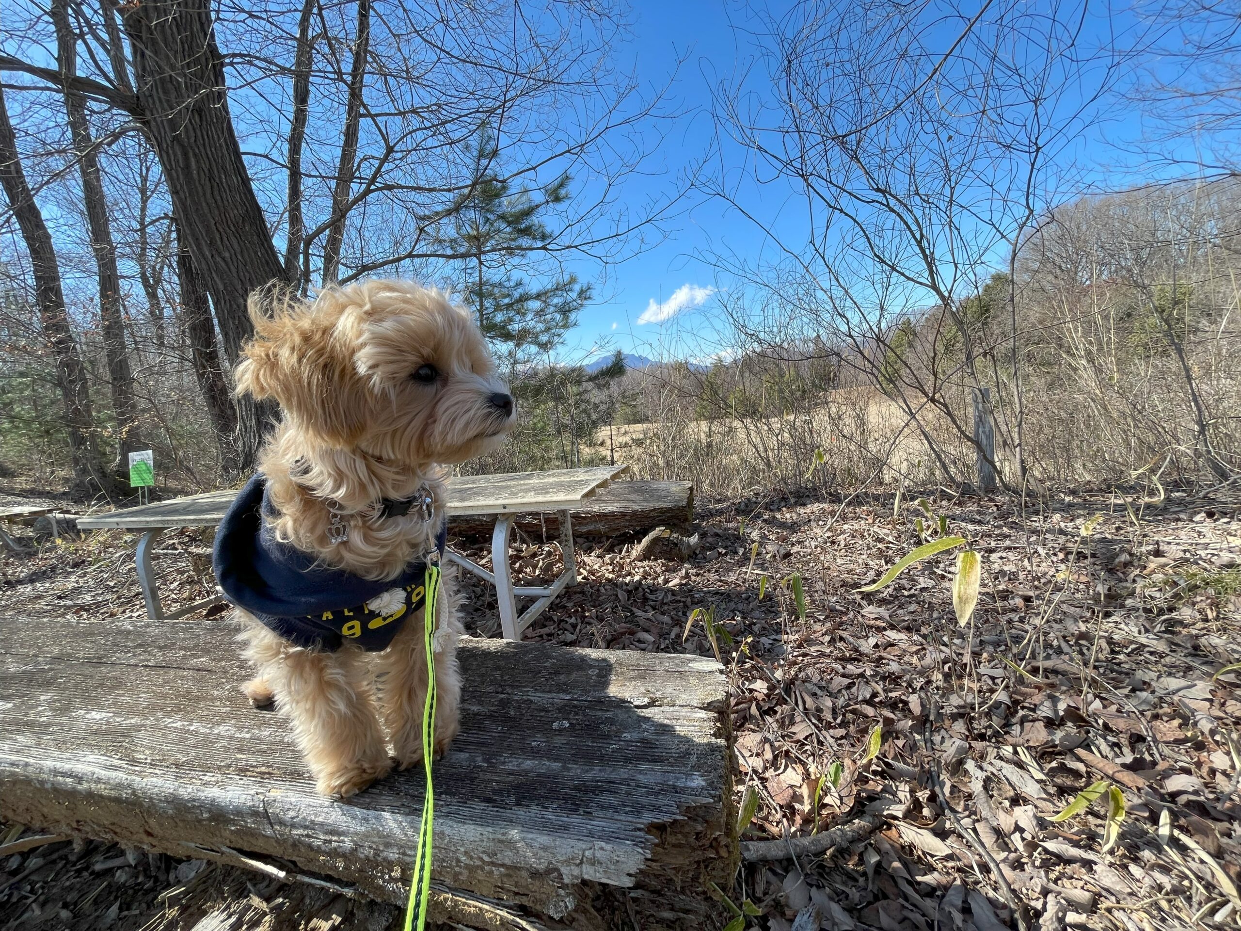 愛犬🐶とお出かけ「秩父ミューズパーク "メープルベース"🍁」さん