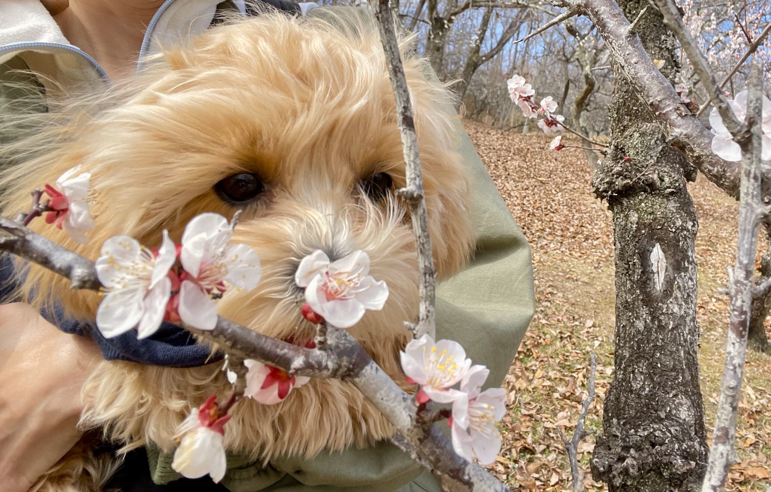 愛犬とお出かけ「秩父ミューズパーク 梅まつり🌸」in 埼玉県秩父郡 2024.3.2