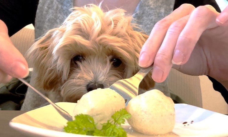 愛犬とお食事「しろいぬカフェ」さん 房総半島 千葉県松戸市