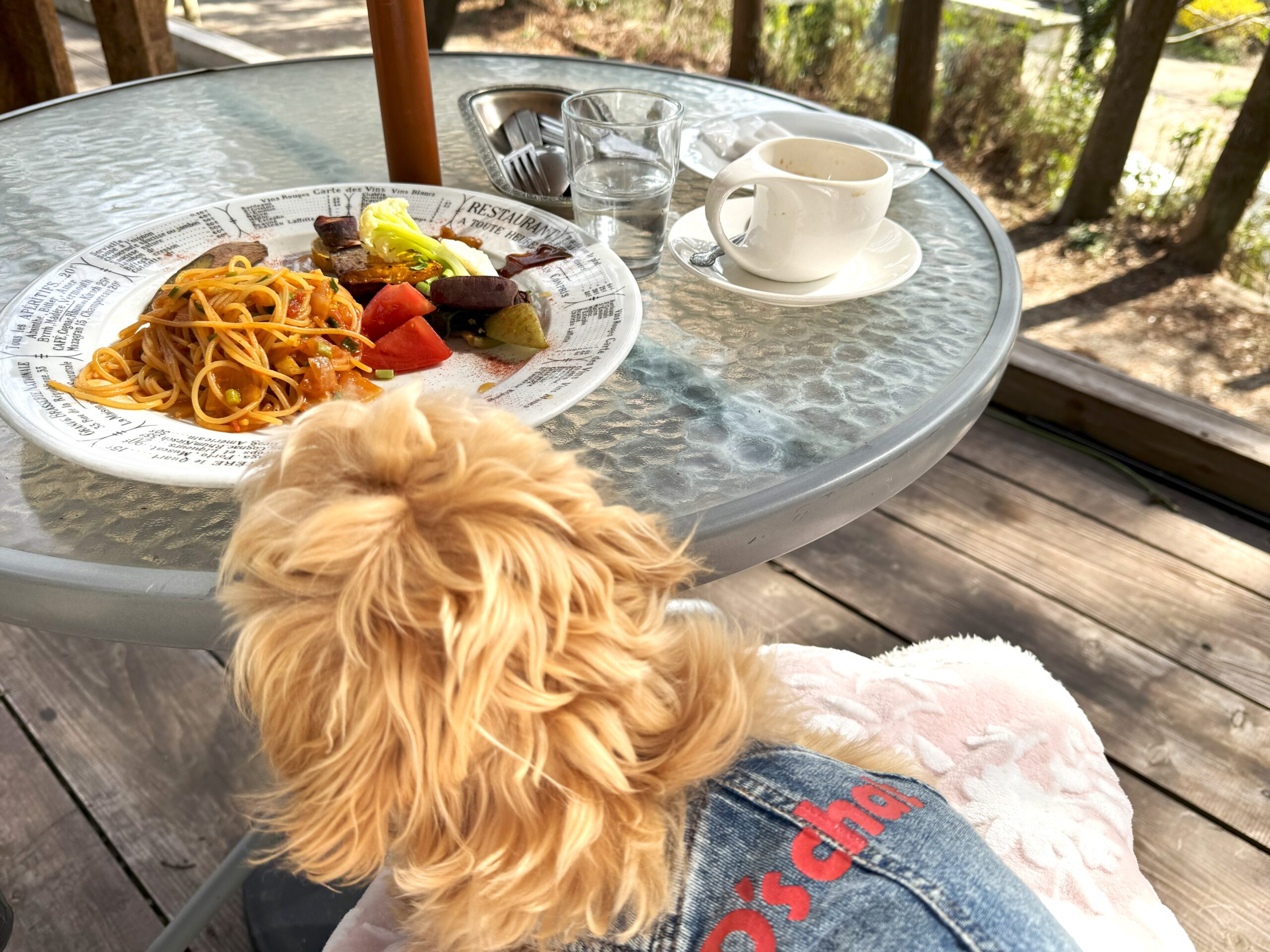 むぎ🐶とお出かけ「森のレストラン CUOCO (クオーコ)」さん in 千葉県佐倉市