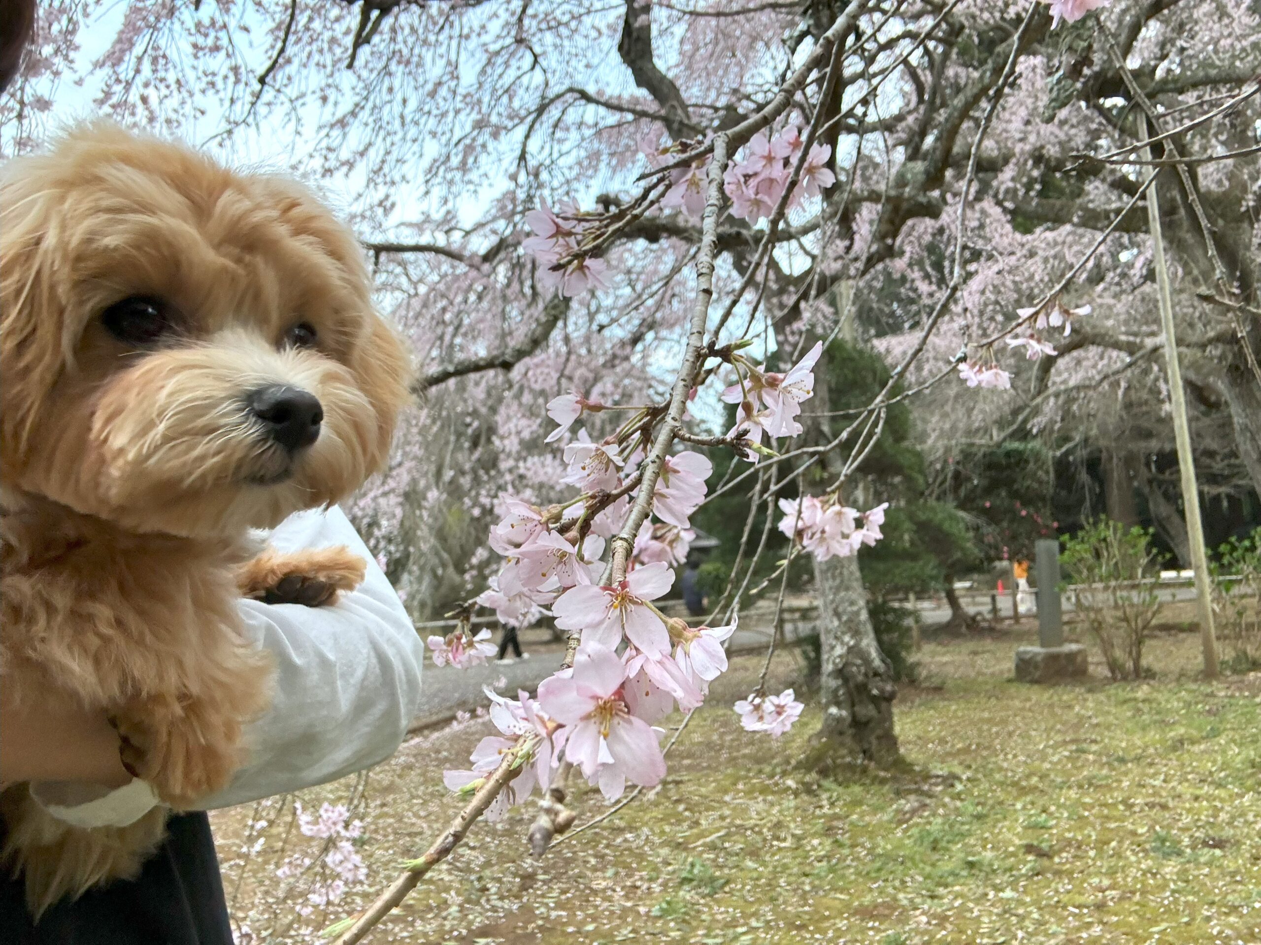 愛犬とみる「長光寺 しだれ桜」千葉県山武市 2024.3.31