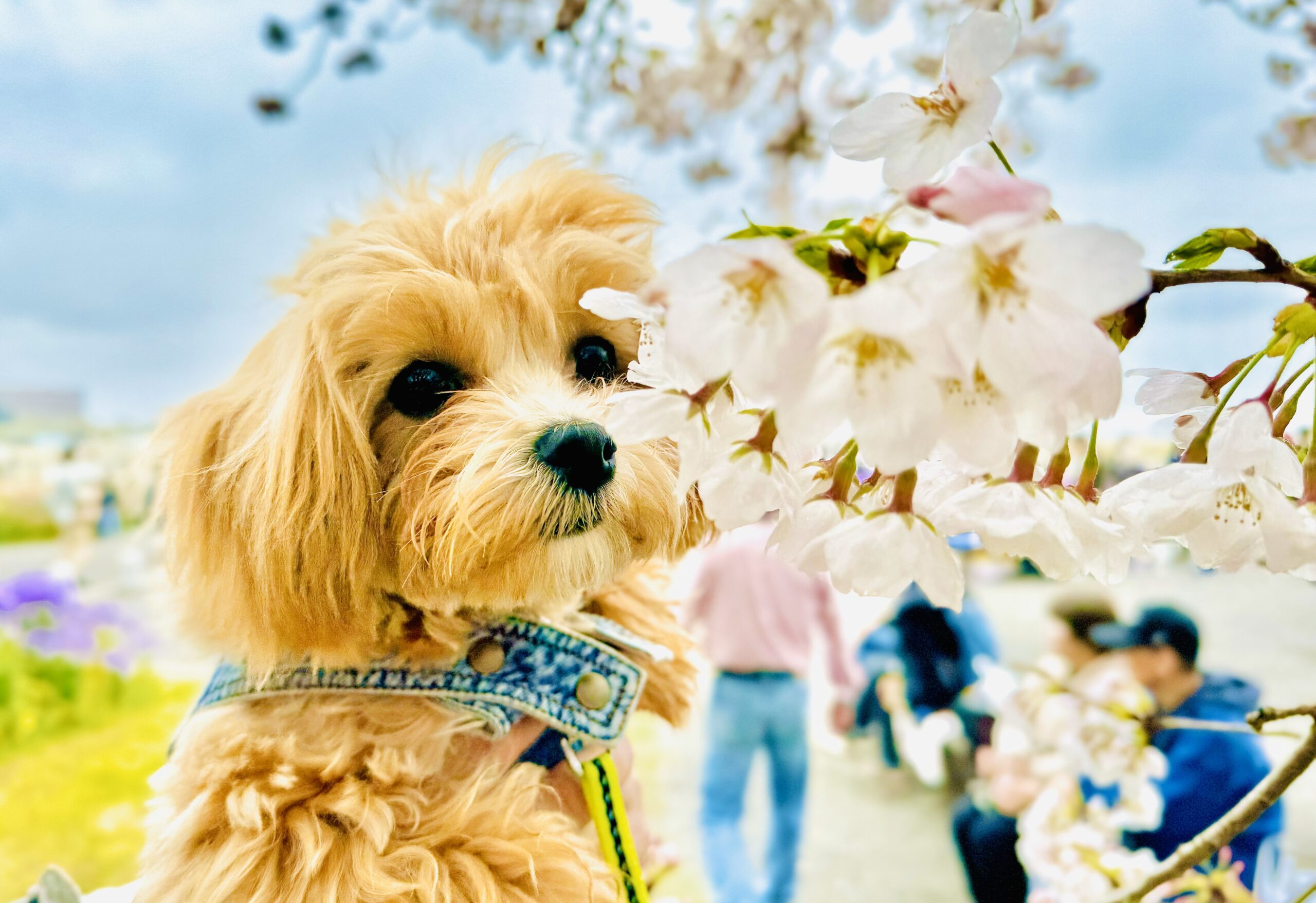 愛犬とお花見「成田市さくらの山」🌸千葉県成田市 2024.4.7