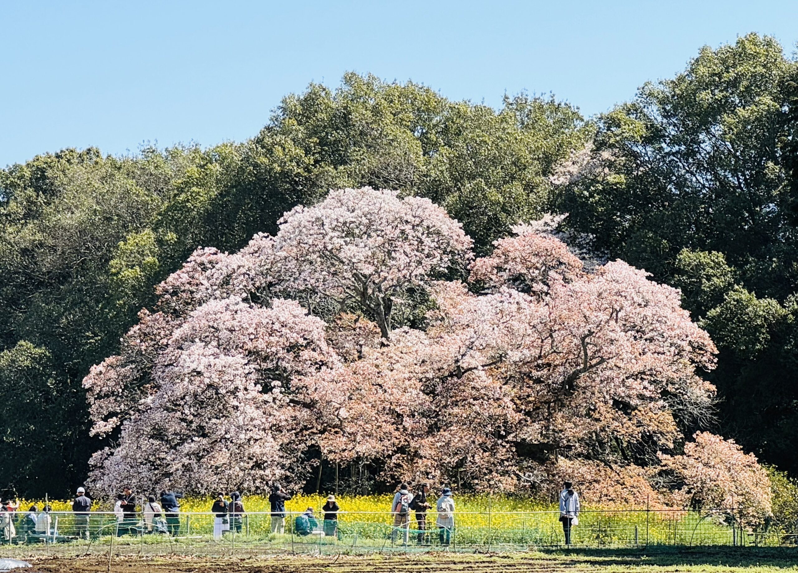 愛犬とお花見「吉高の大桜」🌸千葉県印西市 2024.4.10