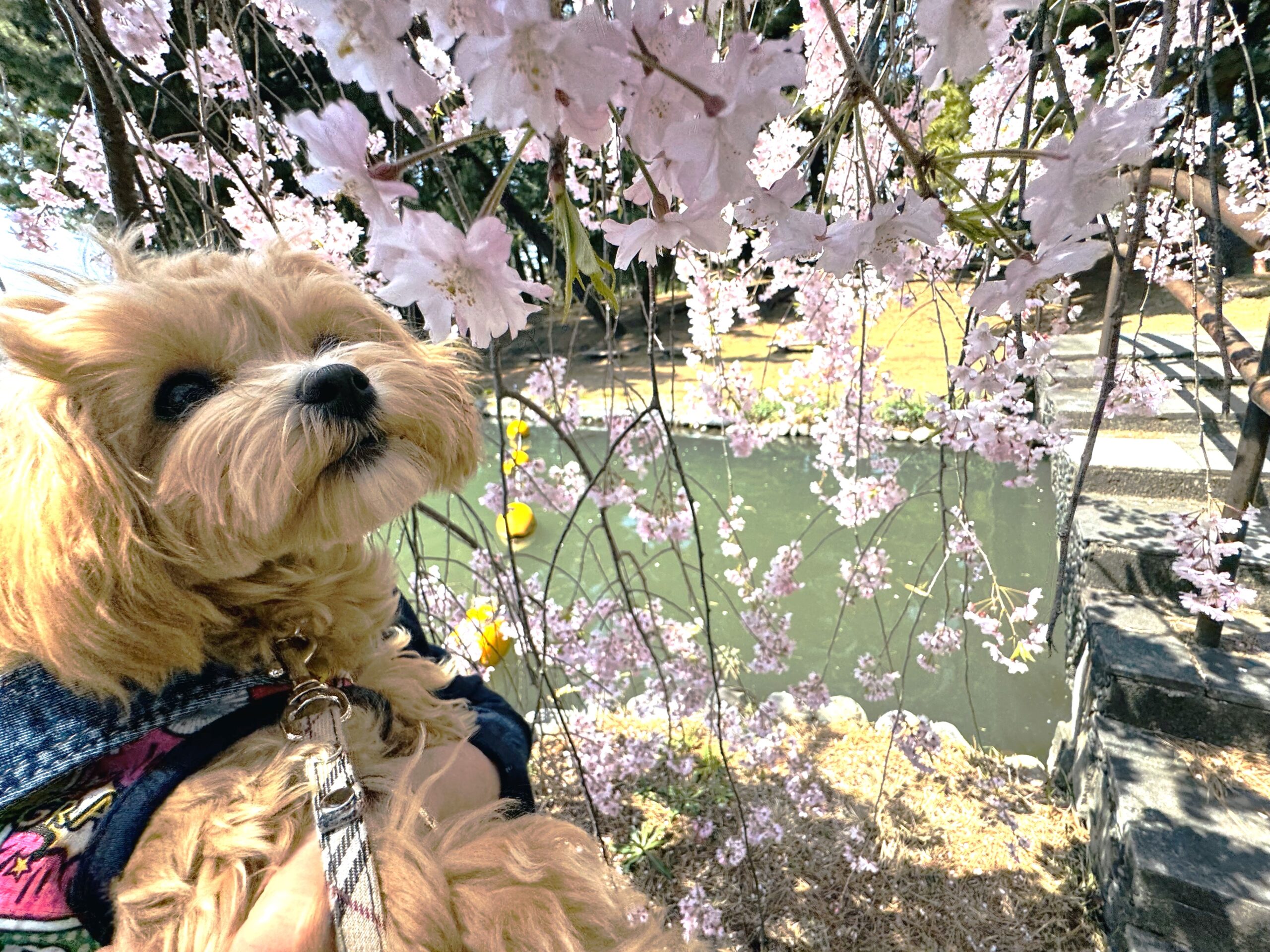 愛犬とお花見「敷島公園」🌸群馬県前橋市 2024.4.14