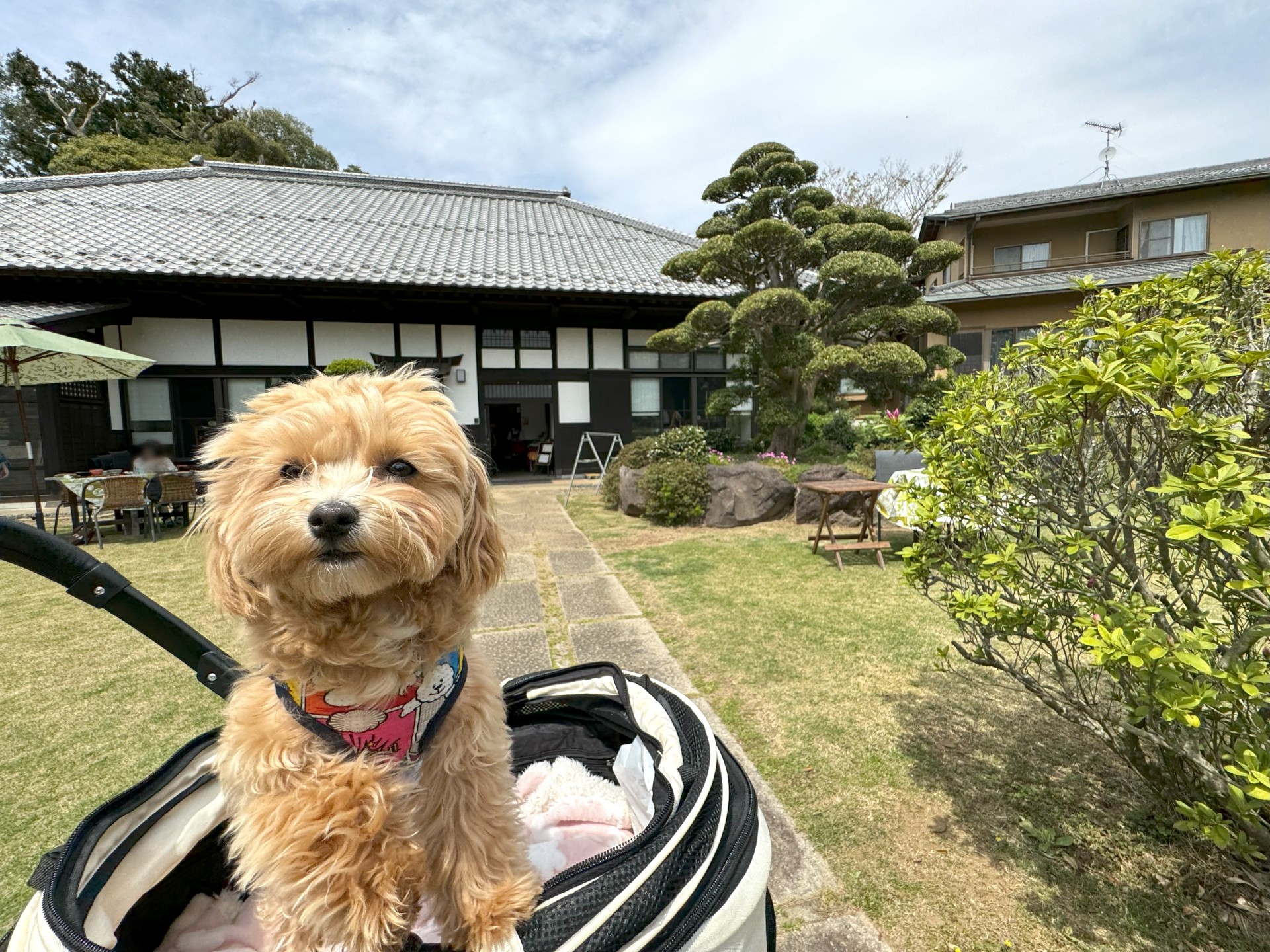 むぎとお出かけ「宮﨑亭」さん 千葉県印西市