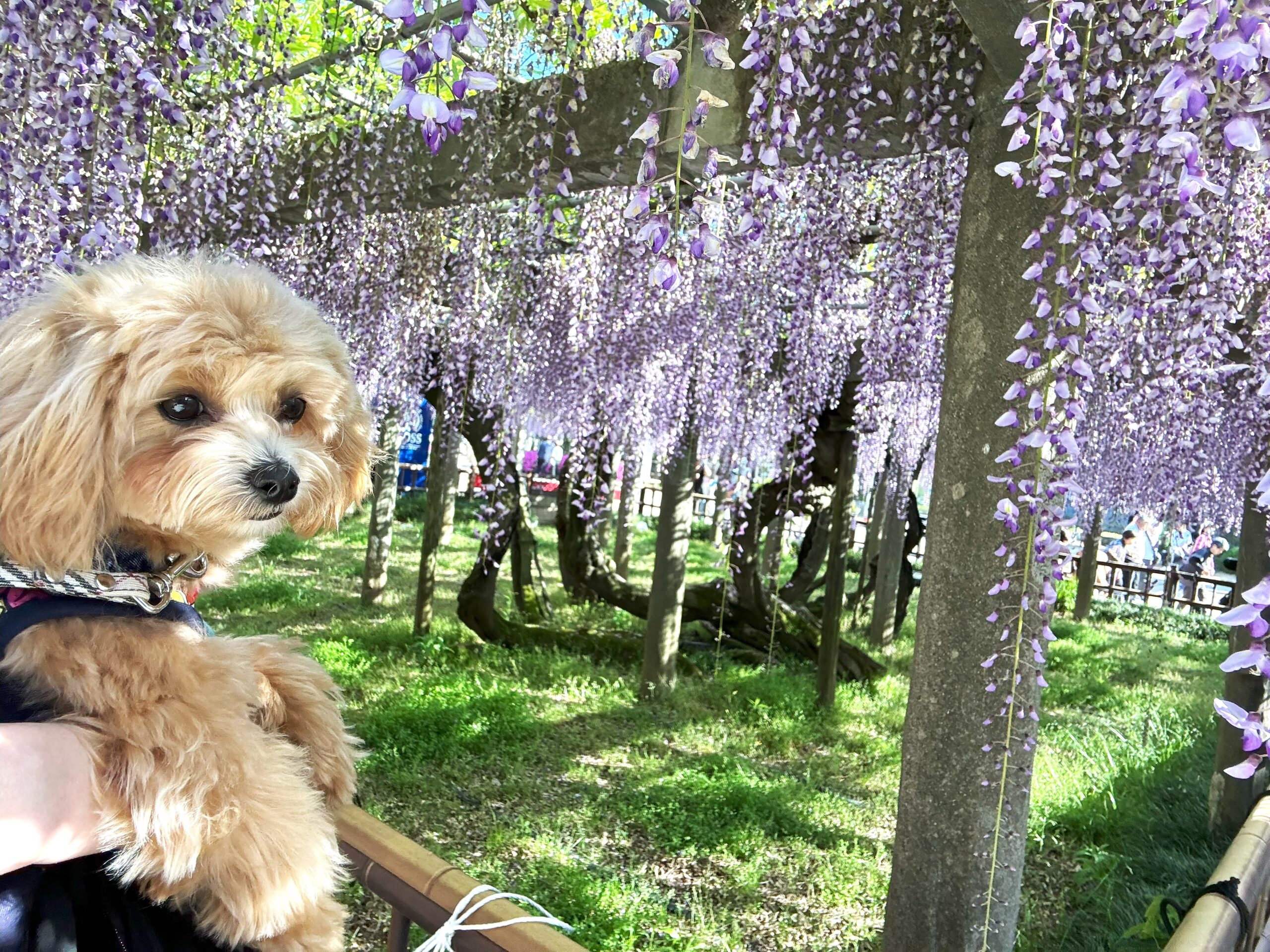 愛犬とお花見「妙福寺 臥龍の藤」🌸千葉銚子