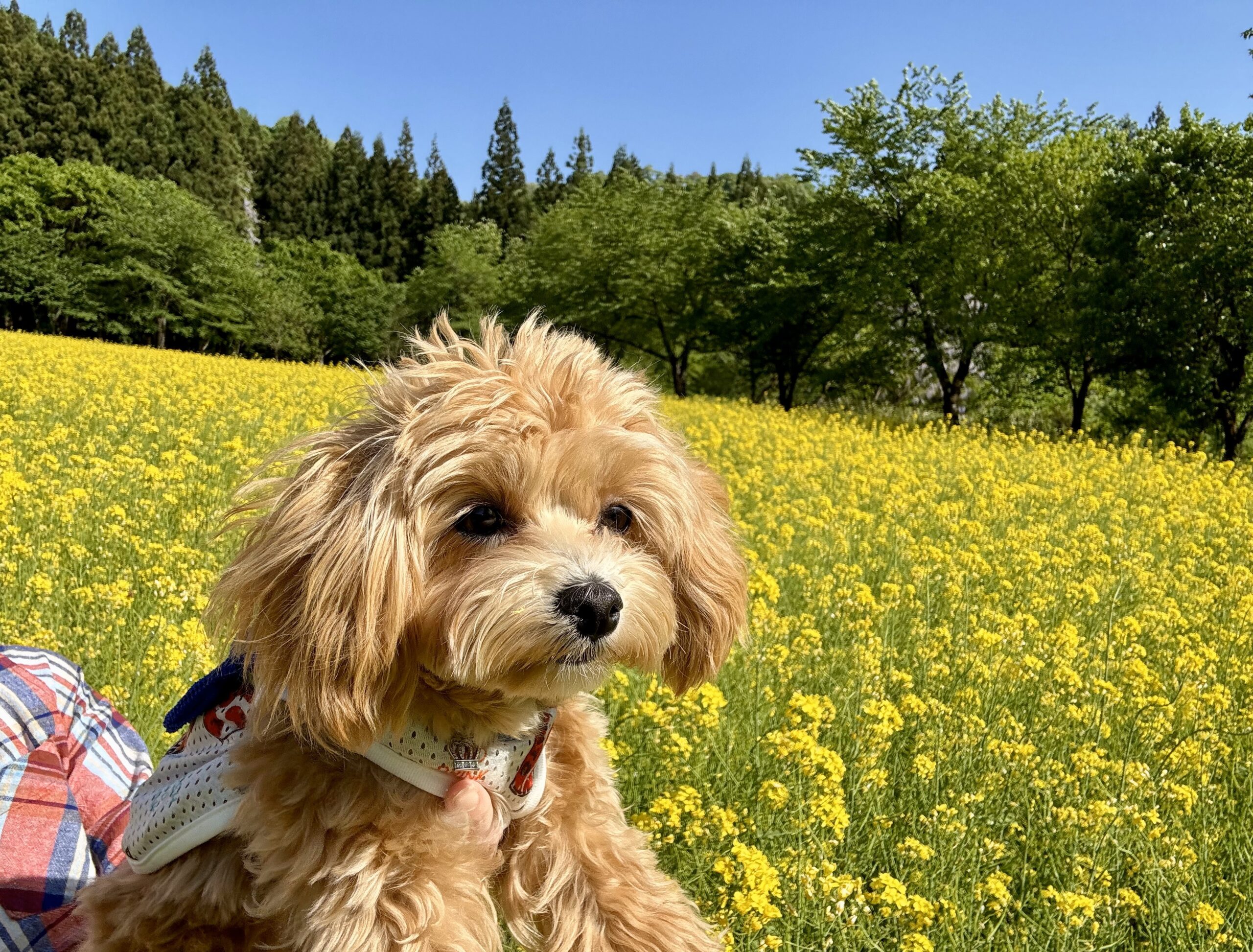 愛犬とお出かけ「魚沼の里 菜の花畑」新潟南魚沼