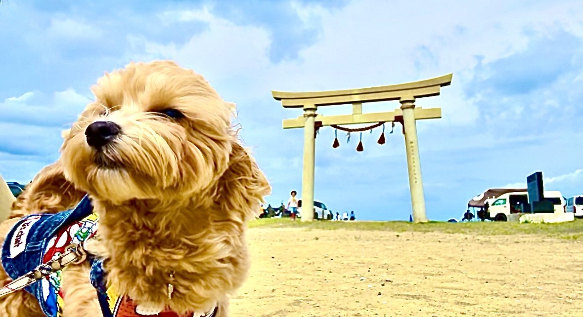 愛犬とお食事「SEA SONG」さん＆ 釣ヶ崎海岸千葉一宮