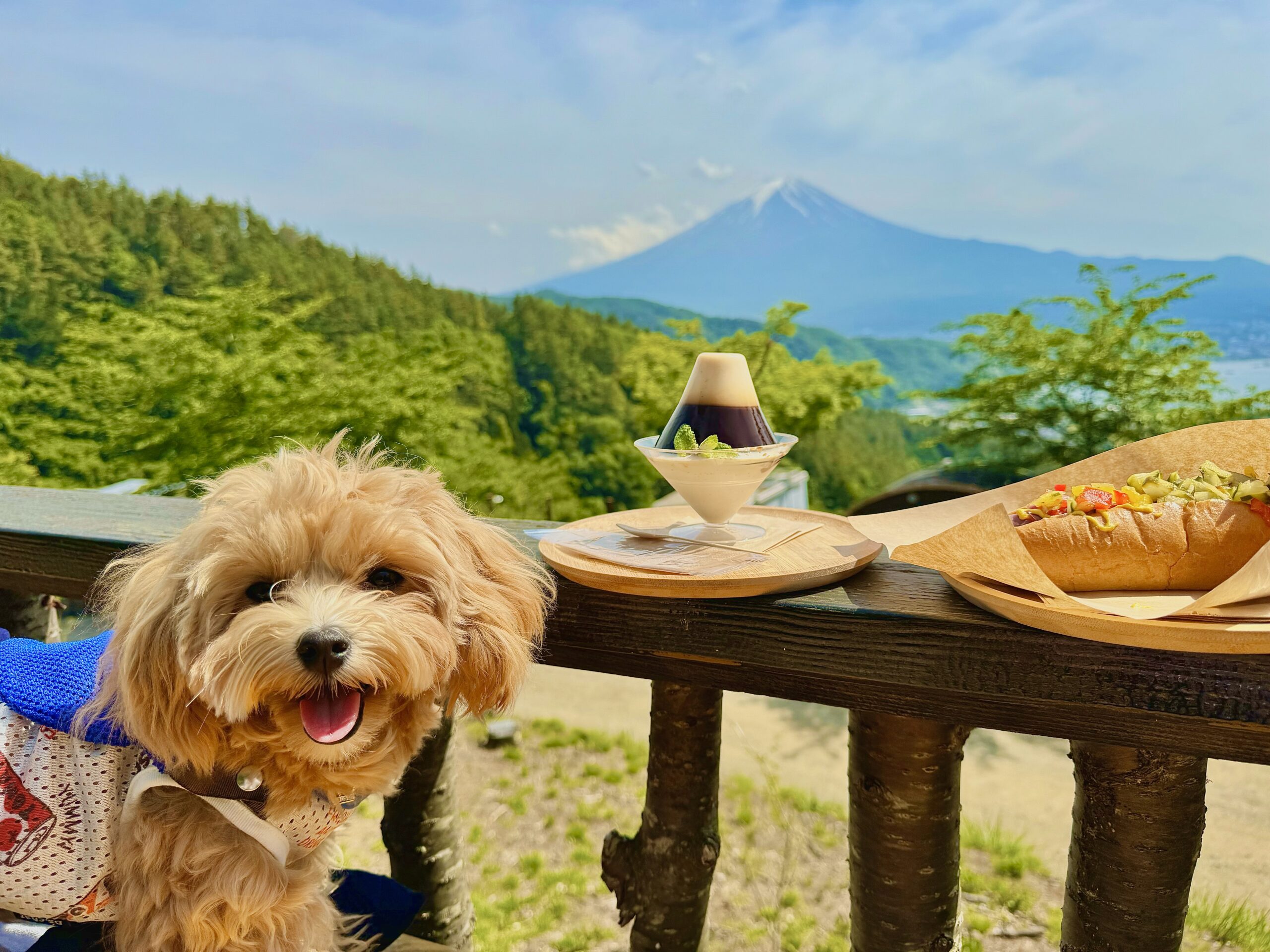 愛犬とみる富士山「くうねるたす」さん