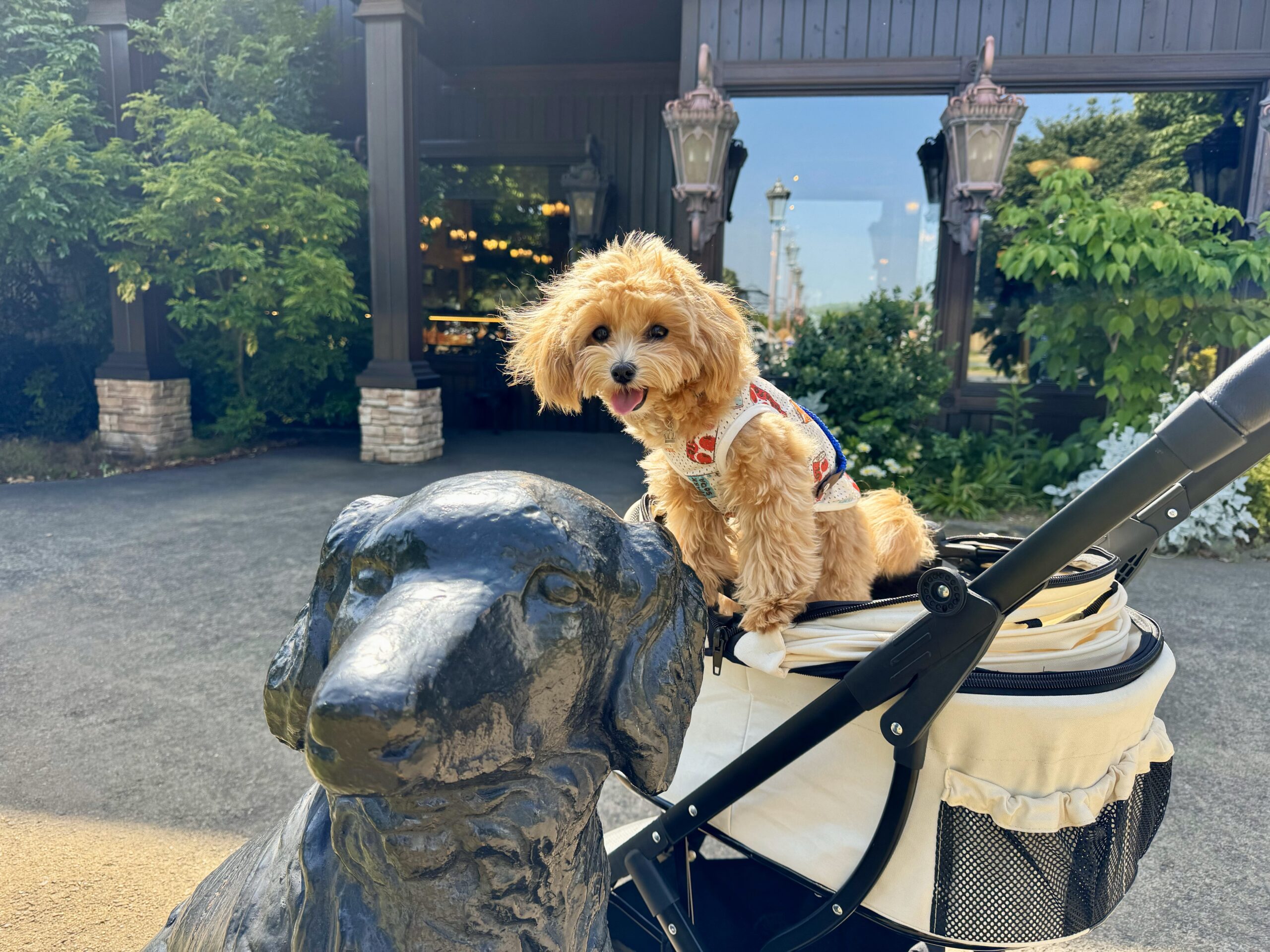 愛犬🐶とランチ「PENNY LANE Dogs」さん 茨城つくば