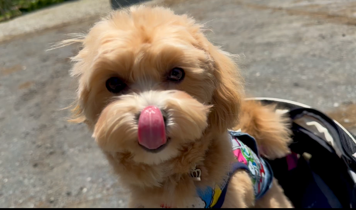 愛犬とランチ「森の中のレストラン ふらんす屋」さん 千葉山武