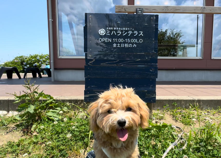 愛犬とみる景色「野見金山展望カフェ ミハラシテラス」