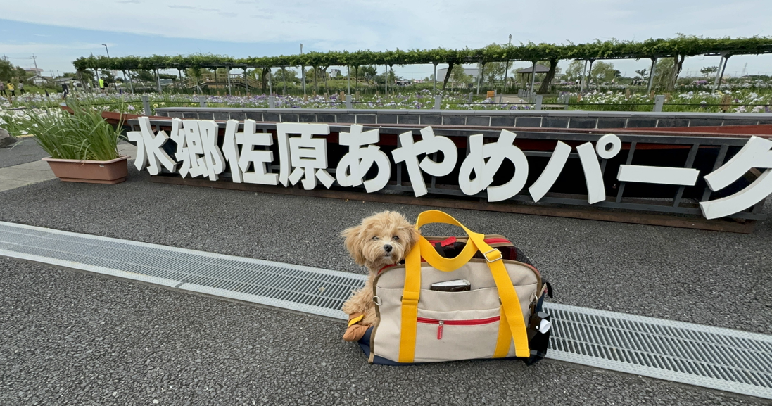 愛犬とサッパ舟 水郷佐原あやめパーク